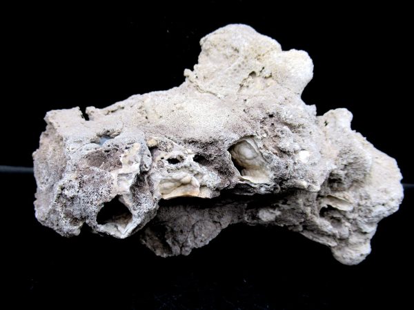 Genuine Tampa Bay Agatized Coral Fossil for Sale from Florida #10a