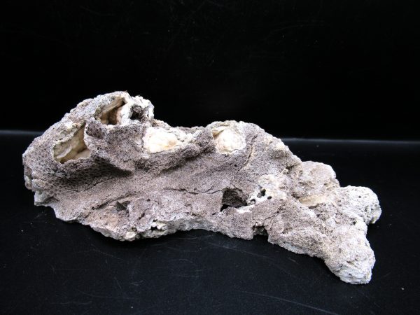 Genuine Tampa Bay Agatized Coral Fossil for Sale from Florida #10b