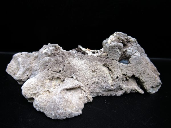 Genuine Tampa Bay Agatized Coral Fossil for Sale from Florida #10c