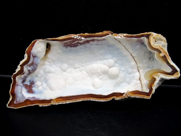 Genuine Tampa Bay Agatized Coral Fossil for Sale from Florida #11