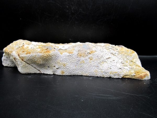 Genuine Tampa Bay Agatized Coral Fossil for Sale from Florida #11b