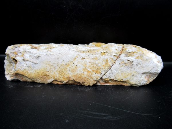 Genuine Tampa Bay Agatized Coral Fossil for Sale from Florida #11c