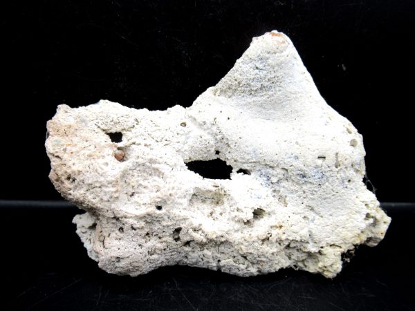 Genuine Tampa Bay Agatized Coral Fossil for Sale from Florida #13a