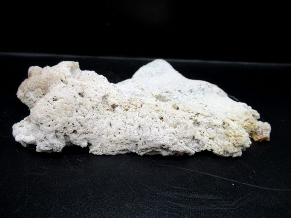 Genuine Tampa Bay Agatized Coral Fossil for Sale from Florida #13b