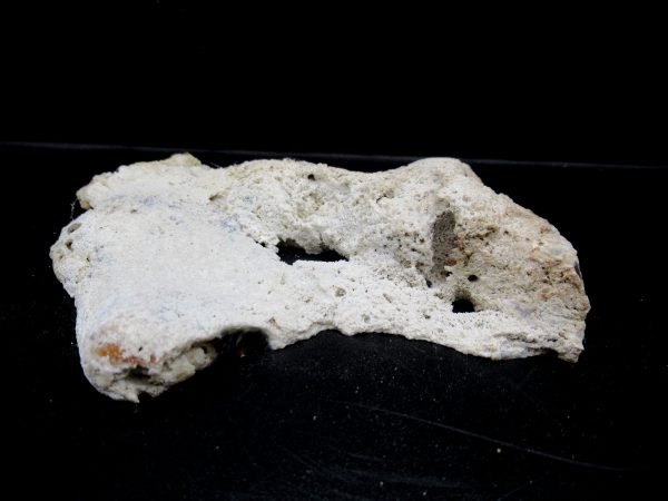 Genuine Tampa Bay Agatized Coral Fossil for Sale from Florida #13c