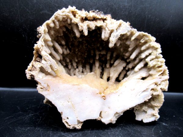 Genuine Tampa Bay Agatized Coral Fossil for Sale from Florida #15