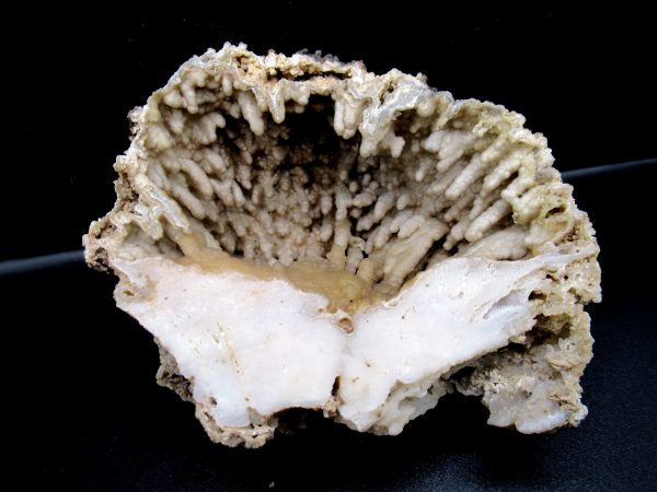 Genuine Tampa Bay Agatized Coral Fossil for Sale from Florida #15a