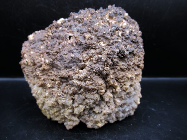 Genuine Tampa Bay Agatized Coral Fossil for Sale from Florida #15b