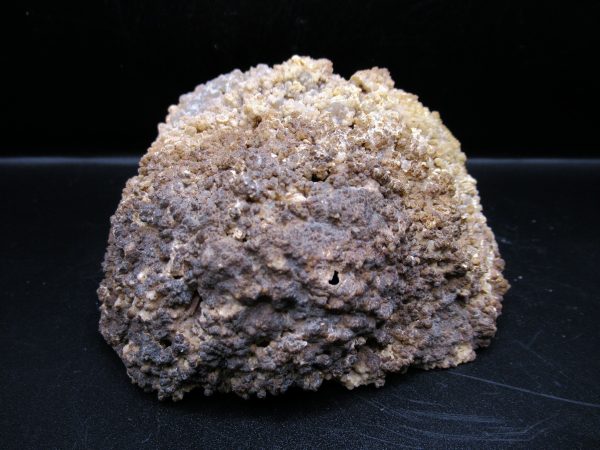 Genuine Tampa Bay Agatized Coral Fossil for Sale from Florida #15c