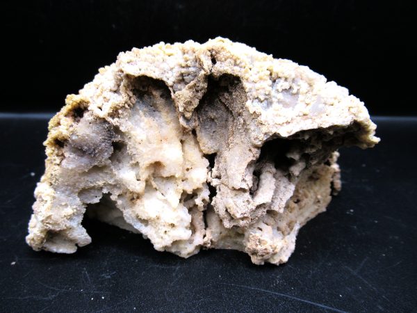 Genuine Tampa Bay Agatized Coral Fossil for Sale from Florida #15d