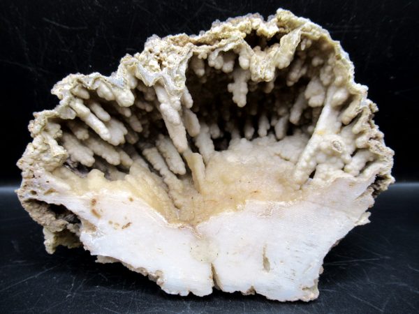 Genuine Tampa Bay Agatized Coral Fossil for Sale from Florida #16