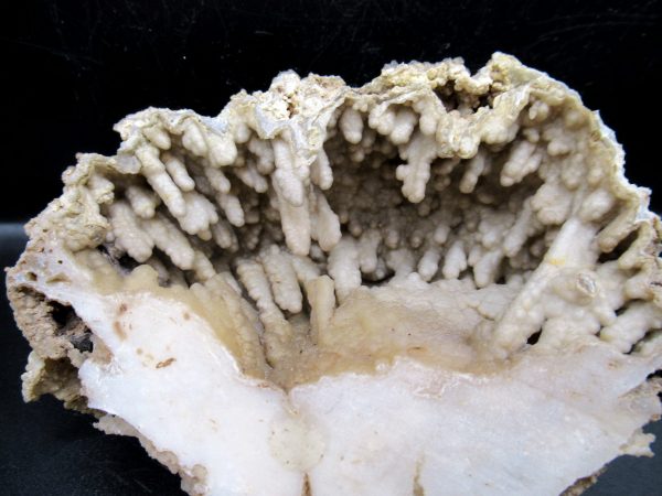 Genuine Tampa Bay Agatized Coral Fossil for Sale from Florida #16a