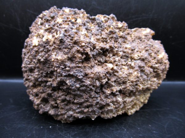 Genuine Tampa Bay Agatized Coral Fossil for Sale from Florida #16b