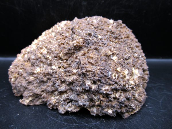 Genuine Tampa Bay Agatized Coral Fossil for Sale from Florida #16c