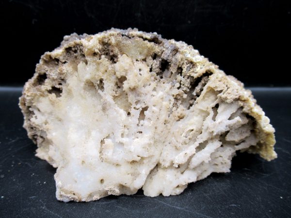 Genuine Tampa Bay Agatized Coral Fossil for Sale from Florida #16d