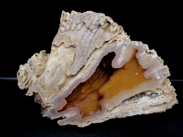 Genuine Tampa Bay Agatized Coral Fossil for Sale from Florida #17