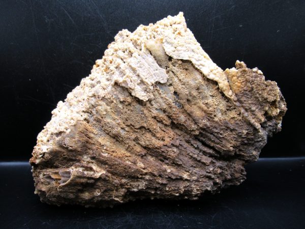 Genuine Tampa Bay Agatized Coral Fossil for Sale from Florida #17a