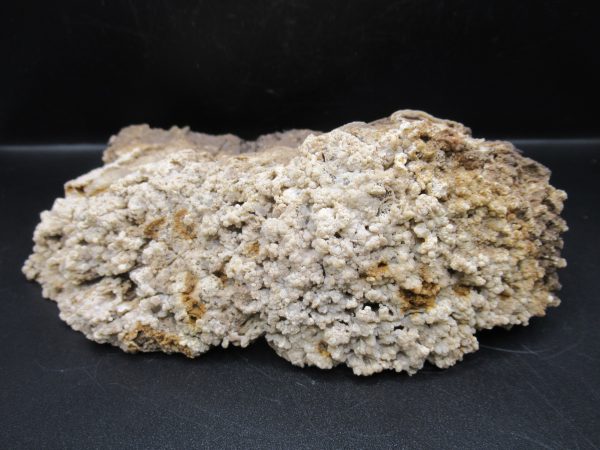 Genuine Tampa Bay Agatized Coral Fossil for Sale from Florida #17b