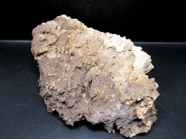 Genuine Tampa Bay Agatized Coral Fossil for Sale from Florida #17c