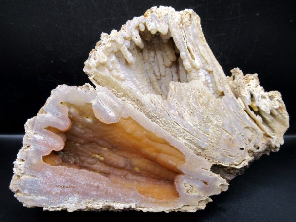 Genuine Tampa Bay Agatized Coral Fossil for Sale from Florida #18