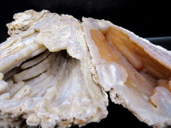 Genuine Tampa Bay Agatized Coral Fossil for Sale from Florida #18a