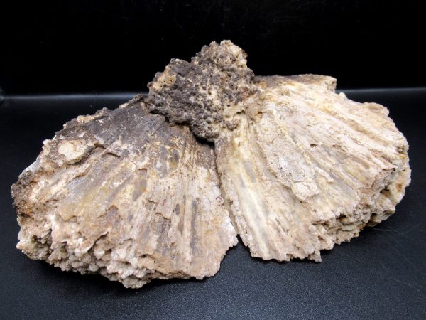 Genuine Tampa Bay Agatized Coral Fossil for Sale from Florida #18c