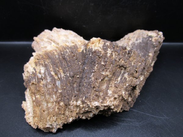 Genuine Tampa Bay Agatized Coral Fossil for Sale from Florida #18d