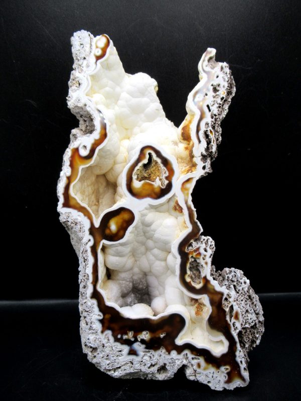 Genuine Tampa Bay Agatized Coral Fossil for Sale from Florida #19