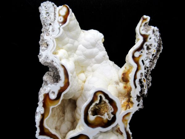 Genuine Tampa Bay Agatized Coral Fossil for Sale from Florida #19a