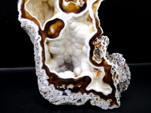 Genuine Tampa Bay Agatized Coral Fossil for Sale from Florida #19b