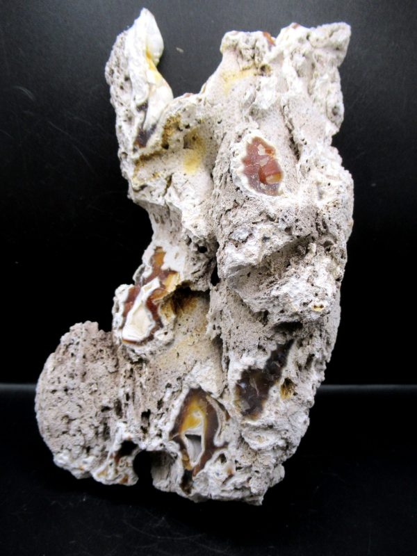 Genuine Tampa Bay Agatized Coral Fossil for Sale from Florida #19c