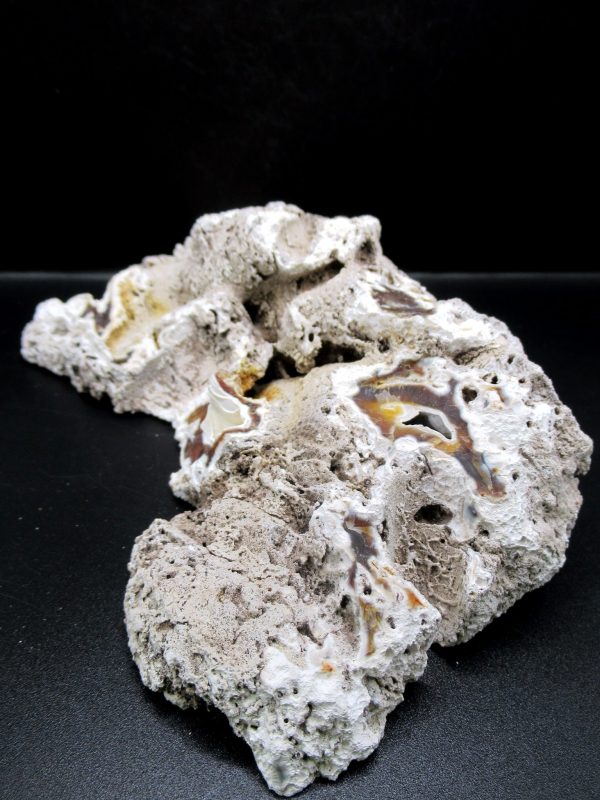 Genuine Tampa Bay Agatized Coral Fossil for Sale from Florida #19d