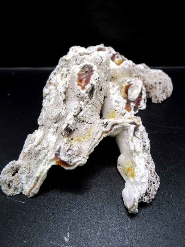 Genuine Tampa Bay Agatized Coral Fossil for Sale from Florida #19e