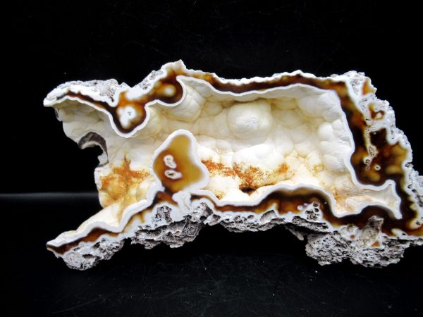 Genuine Tampa Bay Agatized Coral Fossil for Sale from Florida #20