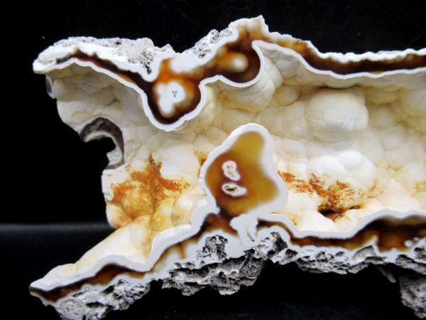 Genuine Tampa Bay Agatized Coral Fossil for Sale from Florida #20a