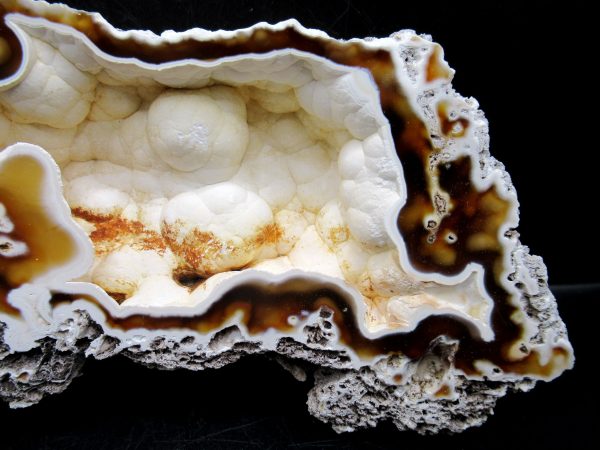 Genuine Tampa Bay Agatized Coral Fossil for Sale from Florida #20b