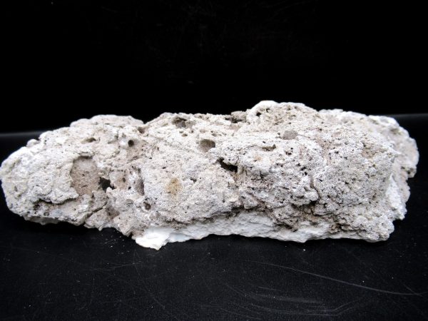 Genuine Tampa Bay Agatized Coral Fossil for Sale from Florida #20c