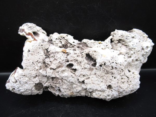 Genuine Tampa Bay Agatized Coral Fossil for Sale from Florida #20d