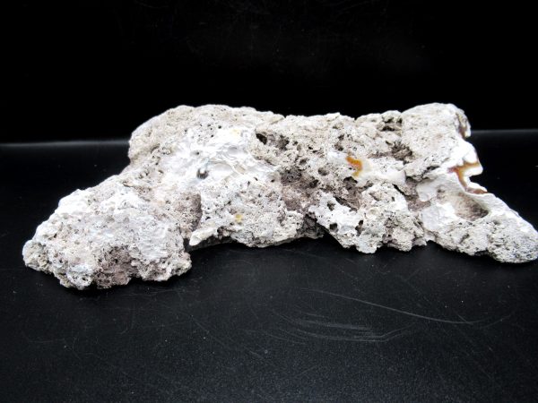 Genuine Tampa Bay Agatized Coral Fossil for Sale from Florida #20e