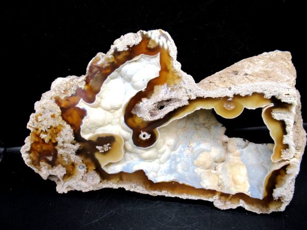 Genuine Tampa Bay Agatized Coral Fossil for Sale from Florida #21