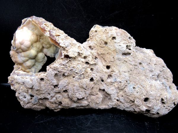 Genuine Tampa Bay Agatized Coral Fossil for Sale from Florida #21c