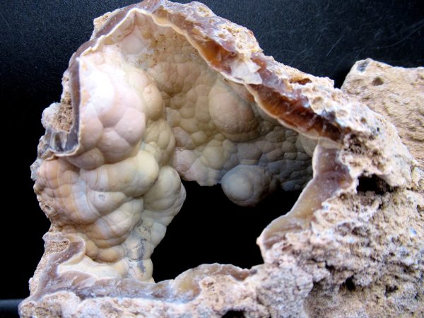 Genuine Tampa Bay Agatized Coral Fossil for Sale from Florida #21d