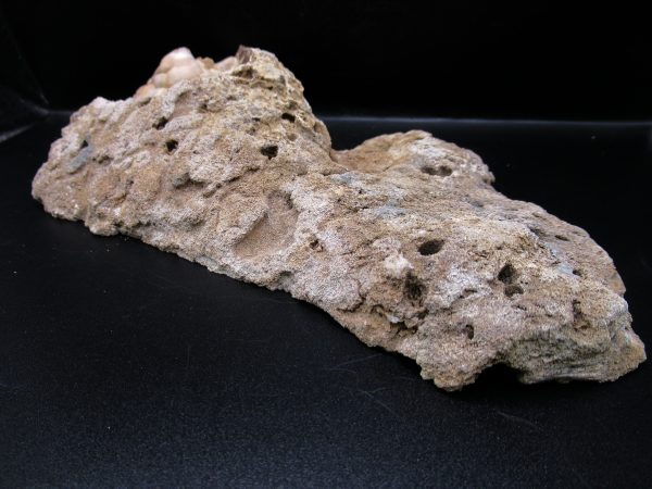 Genuine Tampa Bay Agatized Coral Fossil for Sale from Florida #21e