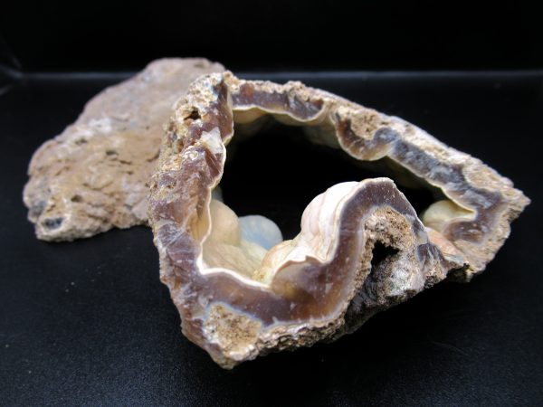 Genuine Tampa Bay Agatized Coral Fossil for Sale from Florida #21f