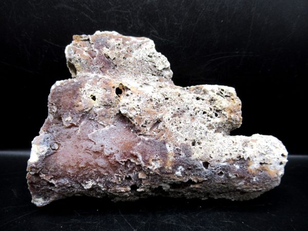 Genuine Tampa Bay Agatized Coral Fossil for Sale from Florida #2a