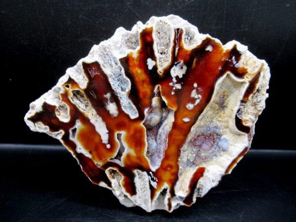 Genuine Tampa Bay Agatized Coral Fossil for Sale from Florida #5