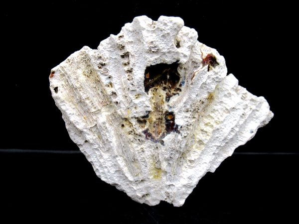 Genuine Tampa Bay Agatized Coral Fossil for Sale from Florida #5a