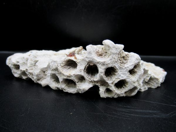 Genuine Tampa Bay Agatized Coral Fossil for Sale from Florida #5b