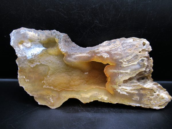 Genuine Tampa Bay Agatized Coral Fossil for Sale from Florida #7