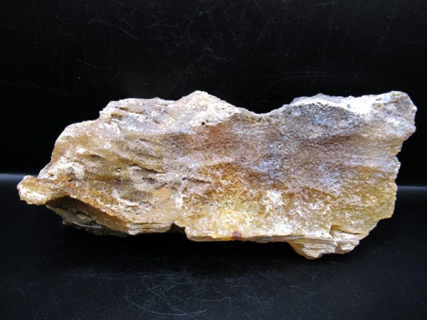 Genuine Tampa Bay Agatized Coral Fossil for Sale from Florida #7a